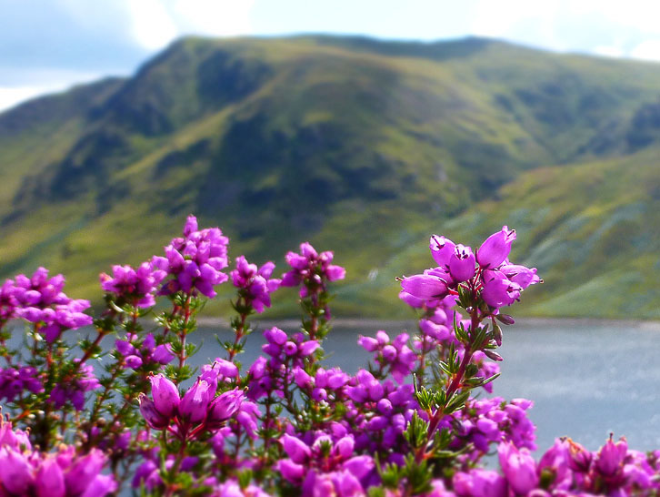 Scottish Bell Heather