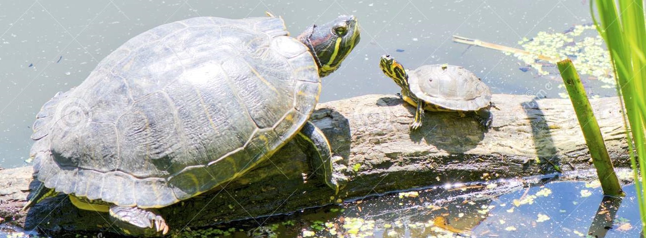 The Wisdom of Turtles